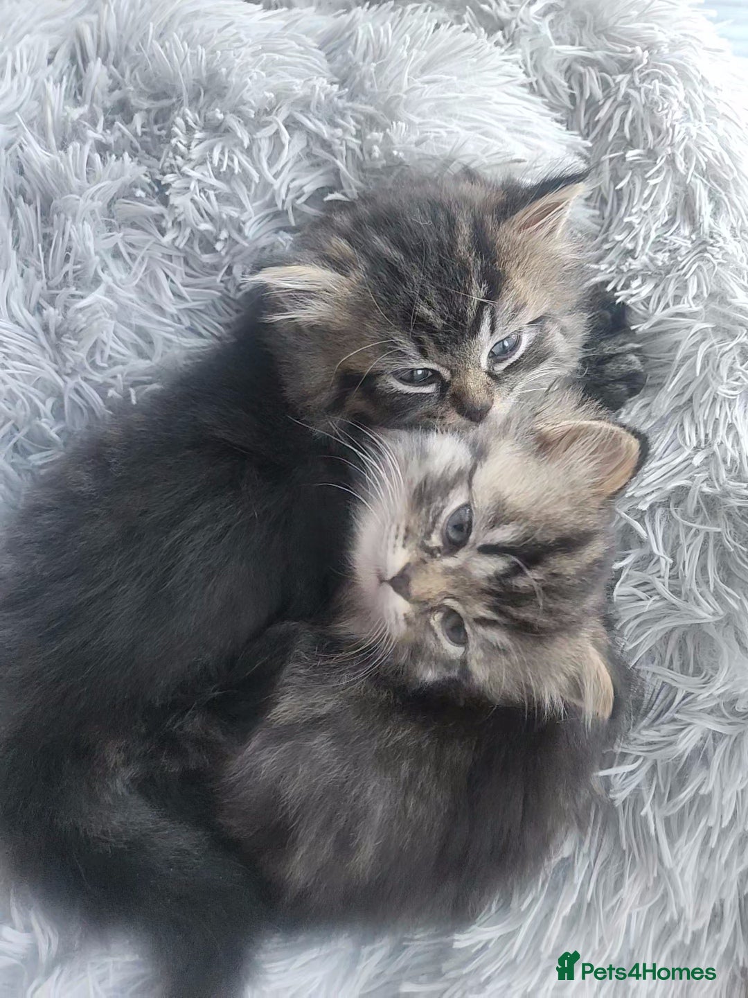 Mixed Breed cats for sale: Two Perdoll Female Kittens Looking for a Home - Image 2