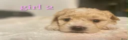 Maltipoo dogs for sale: 🐾our adorable F1 Maltipoo twin puppies🐾 - Advert 15