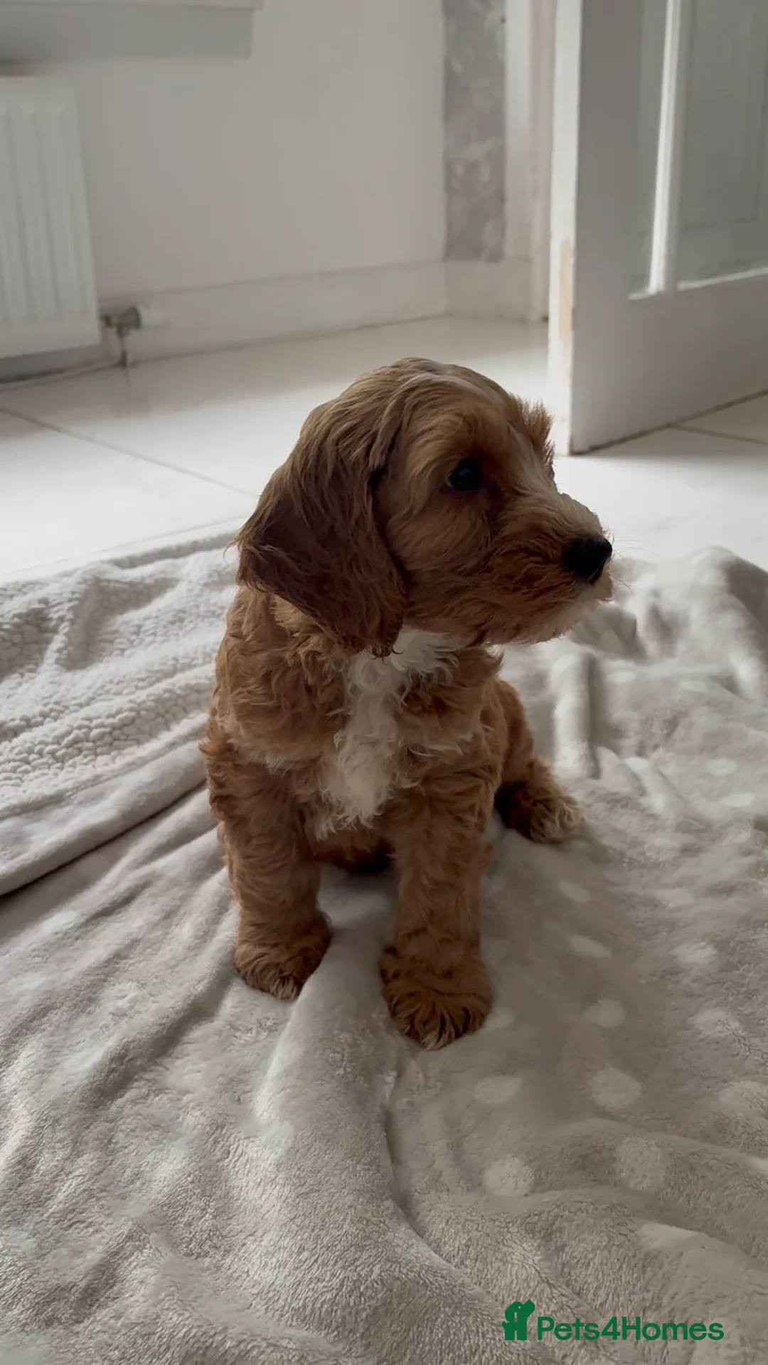 Cockapoo dogs for sale: Cockapoo puppies in Glasgow - Advert 11