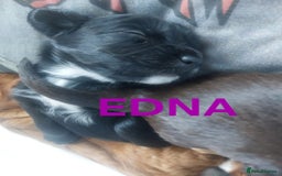 Sprocker dogs for sale: Exceptional working-line puppies for loving homes! - Image 9