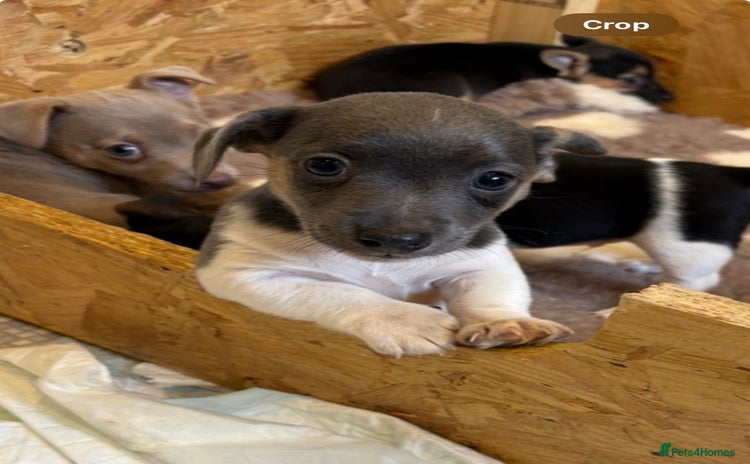 Jack Russell dogs - Advert 2