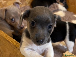 Jack Russell dogs - Advert 27