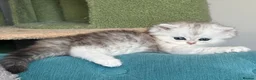 Persian cats for sale: Beautiful friendly socialised kittens in Altrincham - Advert 14