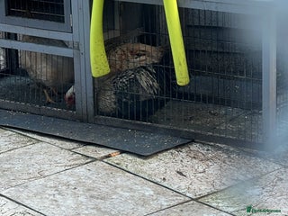 Mixed Breed livestock chickens for sale - Advert 2