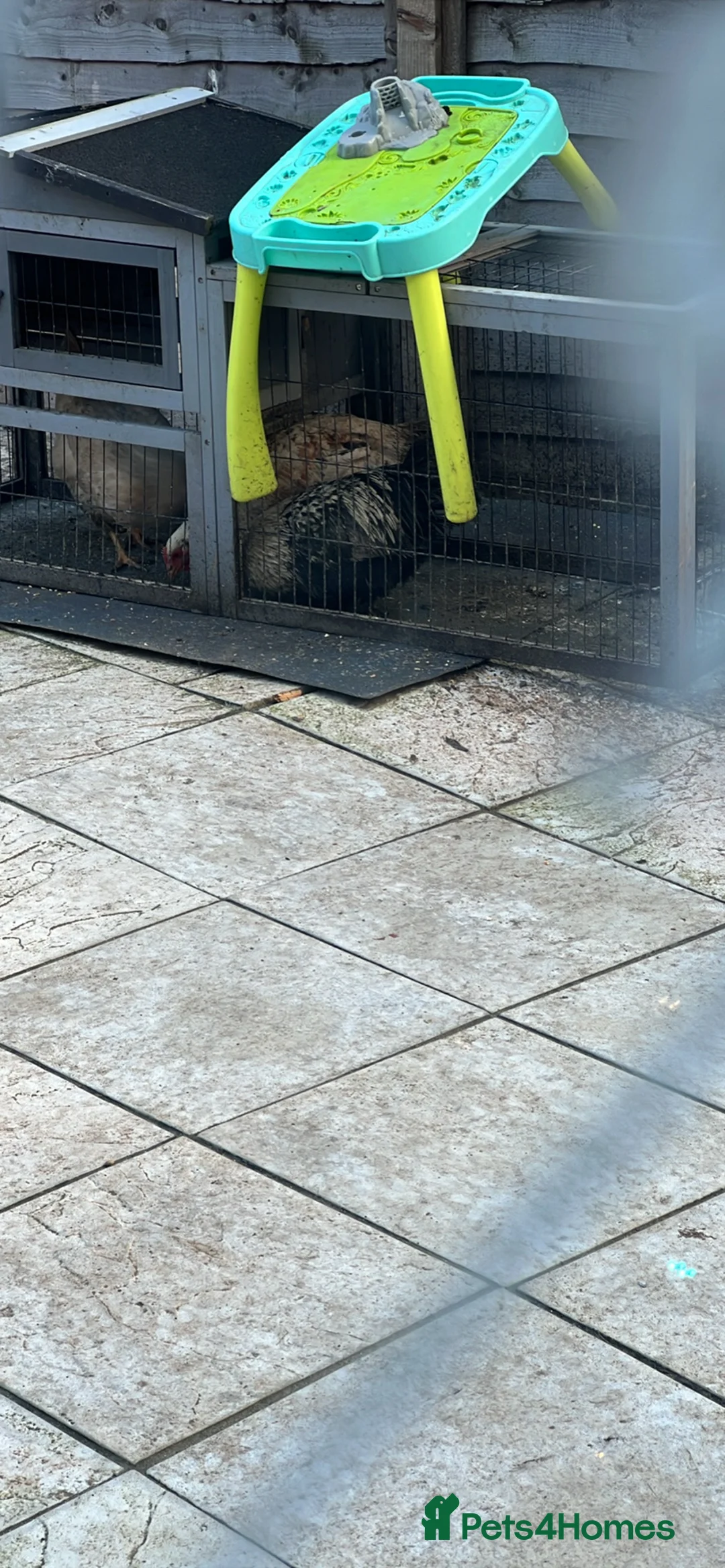 Mixed Breed livestock for sale: chickens for sale - Advert 1