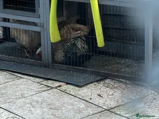 Mixed Breed livestock chickens for sale - Advert 4