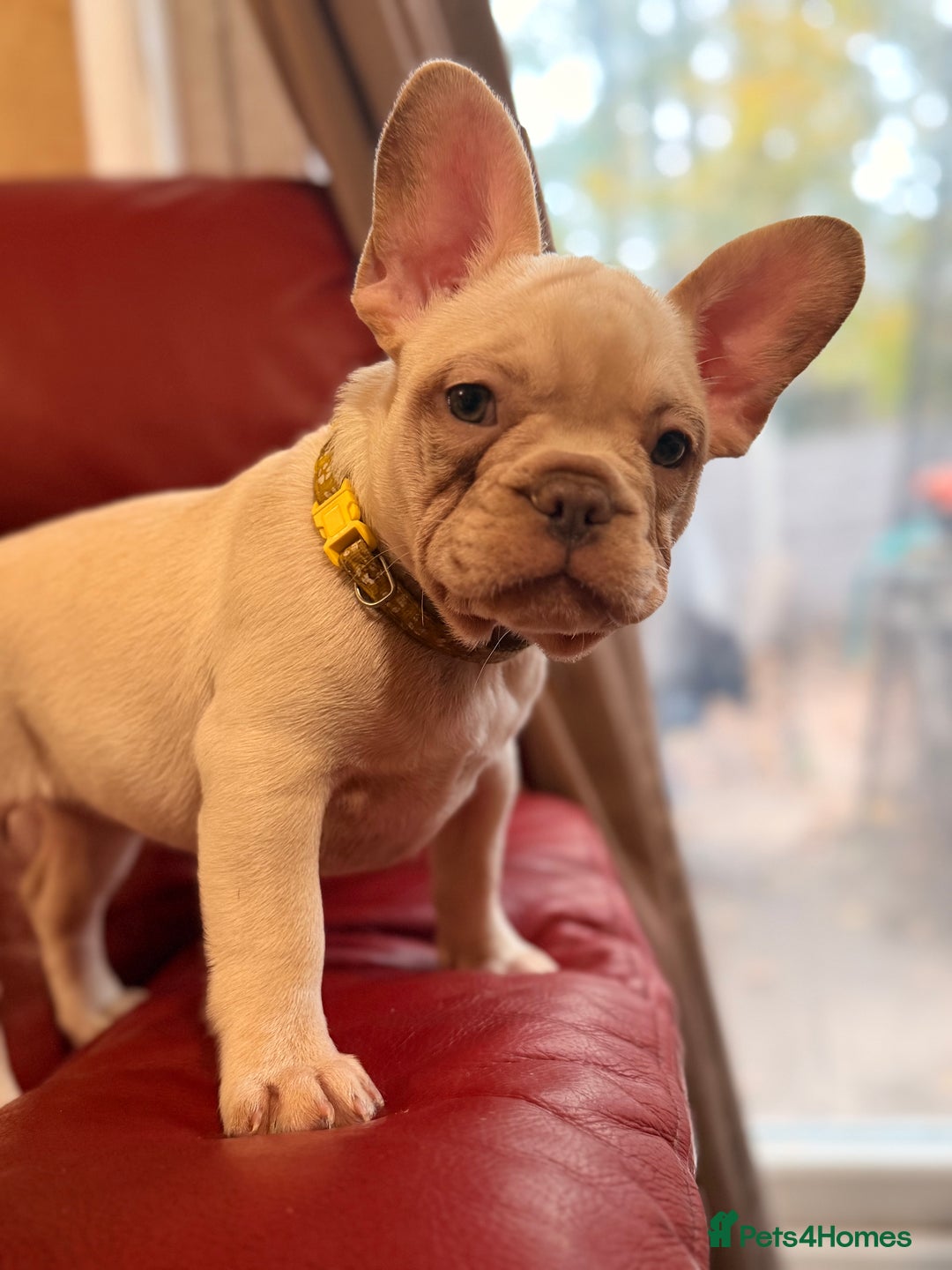 French Bulldog dogs for sale: Beautiful French Bulldog Puppies - Advert 14