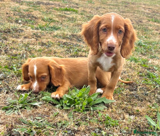 Cocker Spaniel dogs - Advert 1