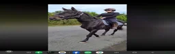 Irish Sports horses for sale: Monty in Nottingham - Advert 3