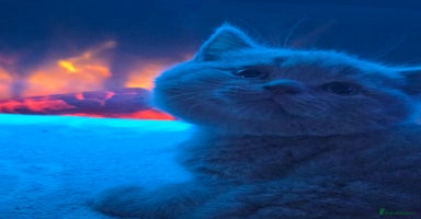 British Shorthair cats - Advert 1
