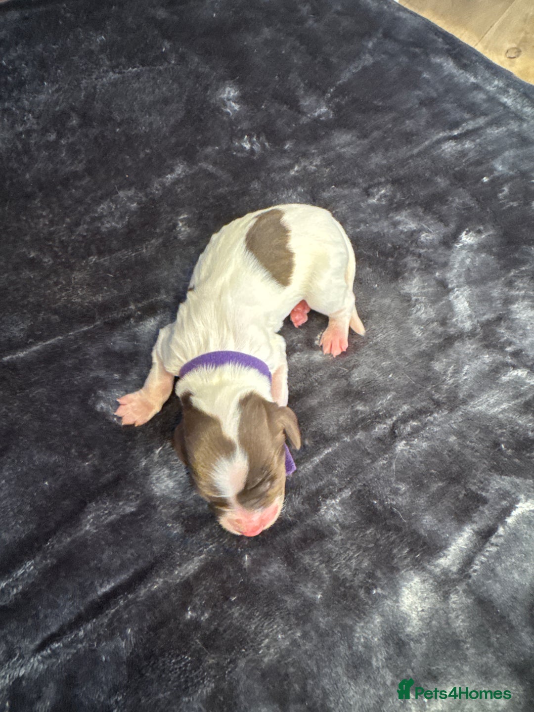 English Springer Spaniel dogs for sale: KC Quality English Springer Spaniels - Image 15