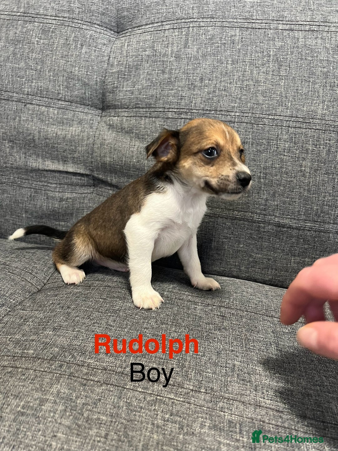 Jack Russell dogs for sale: Jack russel puppies for sale  - Advert 11