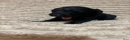 Mixed Breed dogs for sale: Sproodle - Advert 13