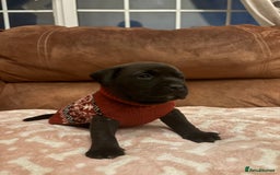 Mixed Breed dogs for sale: Bullador puppies  - Image 12