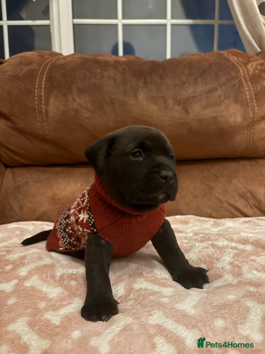 Mixed Breed dogs for sale: Bullador puppies  - Image 12