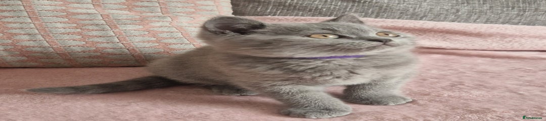 British Shorthair Kitten 3