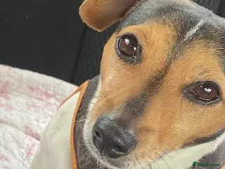 Jack Russell dogs Jack Russell terrier - Advert 1