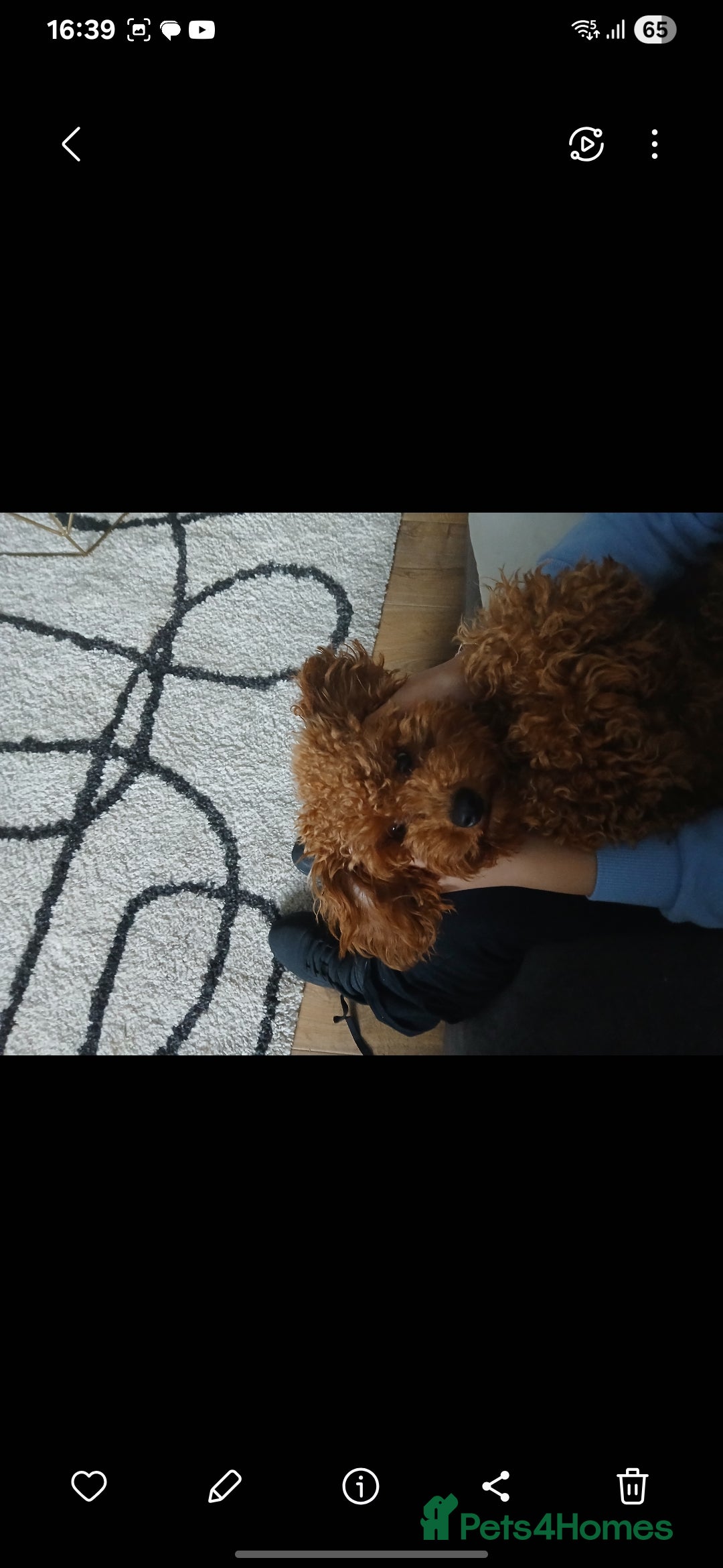 Maltipoo dogs for sale: 1 year old male Maltipoo - Advert 8