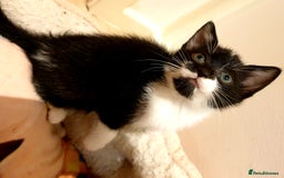 Mixed Breed cats for sale: 5 Gorgeous & Playful Kittens - Image 25