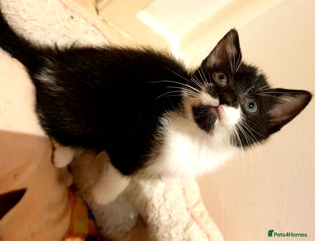 Mixed Breed cats for sale: 5 Gorgeous & Playful Kittens - Image 25