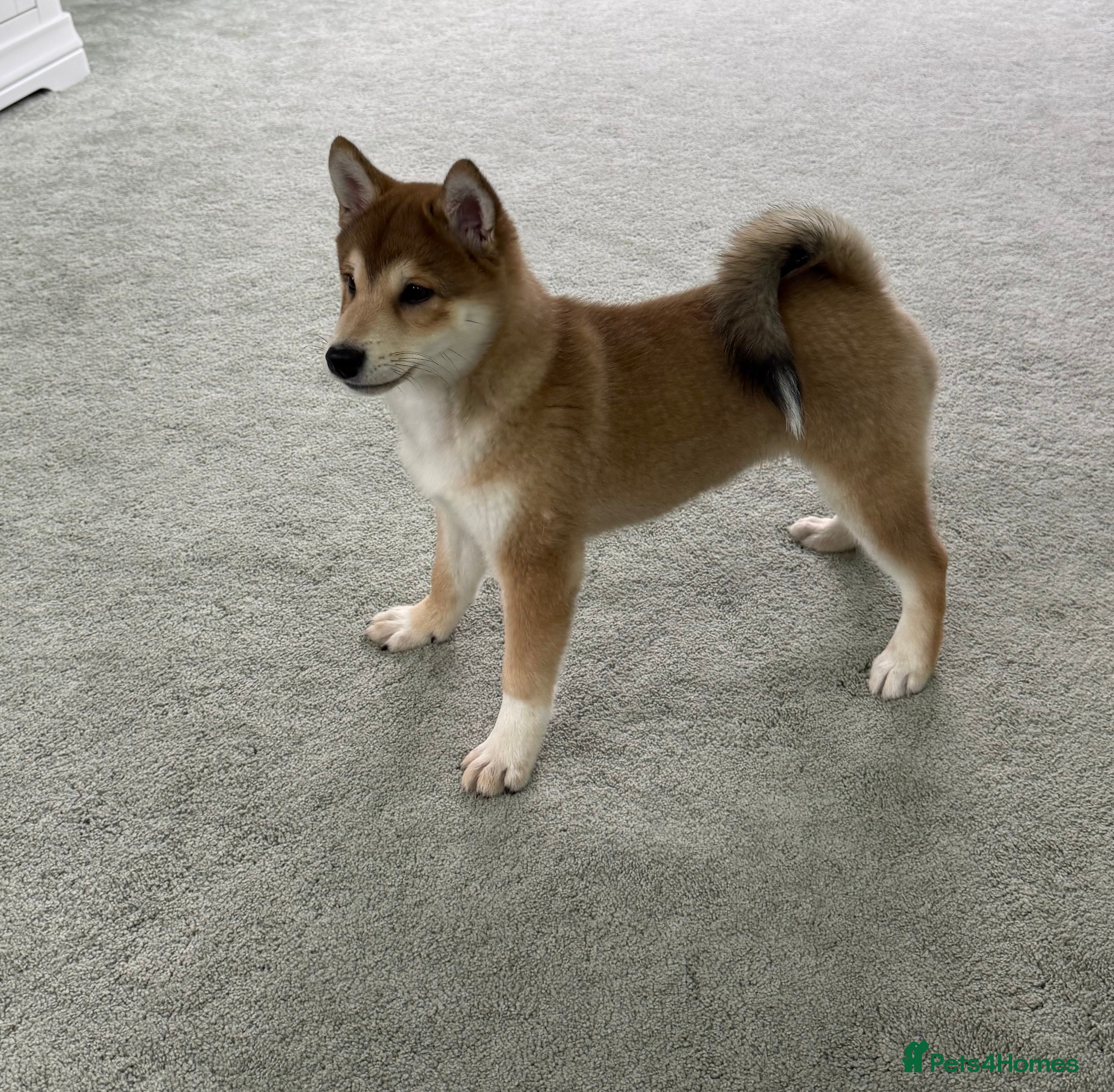 Japanese Shiba Inu dogs Bonny boy - Advert 11