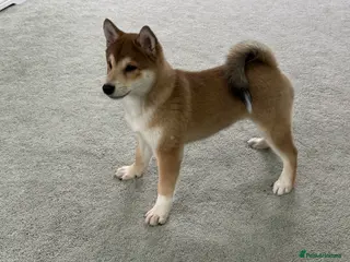 Japanese Shiba Inu dogs Bonny boy - Advert 1