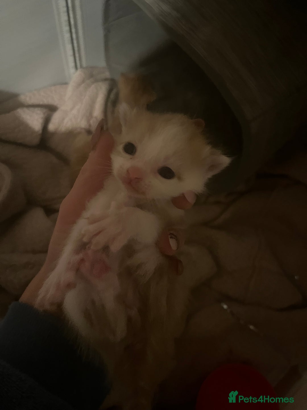 Mixed Breed cats for sale: Ginger tabby cats - Advert 4