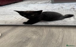 Domestic Shorthair cats for sale: 4 Domestic Shorthair Kittens - Image 5