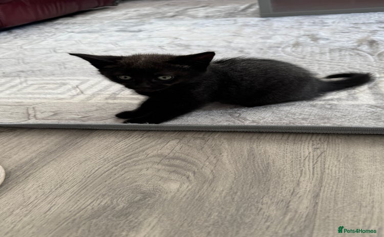 Domestic Shorthair cats - Advert 13