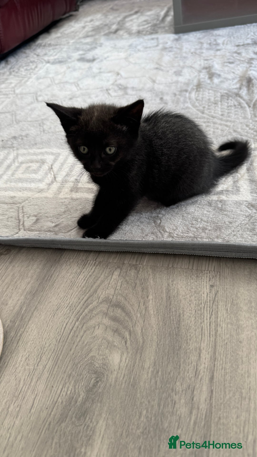 Domestic Shorthair cats for sale: 4 Domestic Shorthair Kittens - Image 5