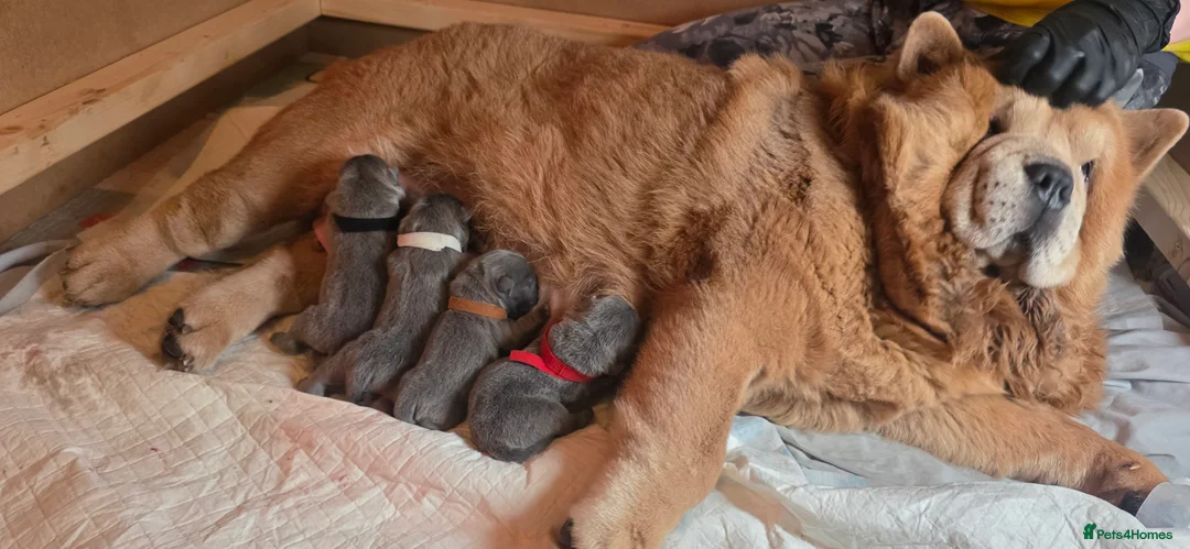 Chow Chow dogs for sale: Blue Smooth and Rough KC boys - Advert 8