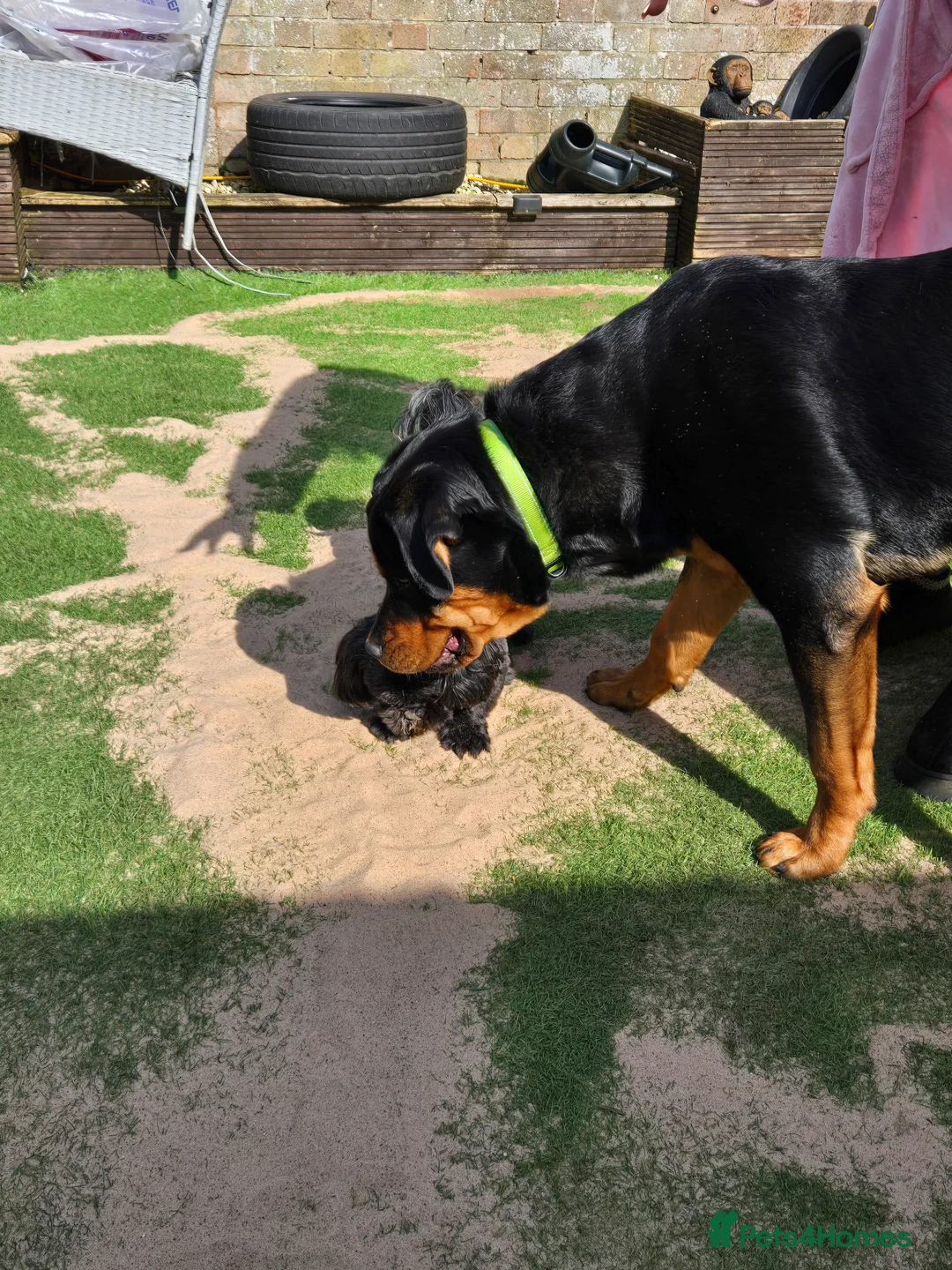 Rottweiler dogs for sale: 8 month old Rottweiler for sale. in Weston-super-Mare - Advert 2