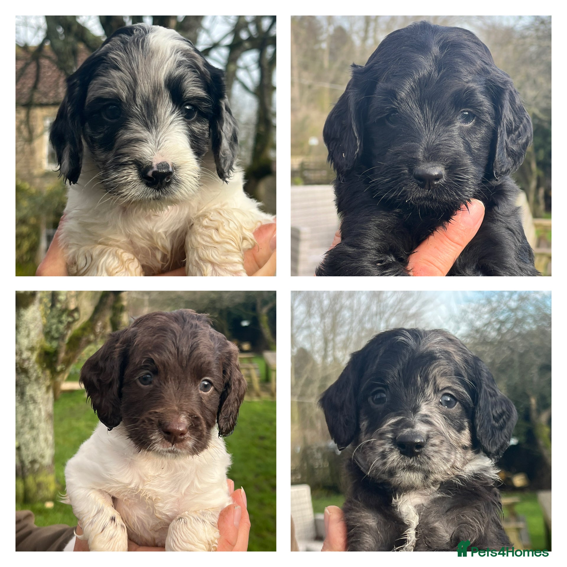 Sproodle dogs Merle F1 Sproodles 5⭐️Licenced Breeder full DNA - Advert 18