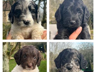 Sproodle dogs Merle F1 Sproodles 5⭐️Licenced Breeder full DNA - Advert 18
