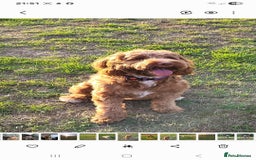 Cockapoo dogs for sale: 10 month old female Cockapoo  - Advert 4