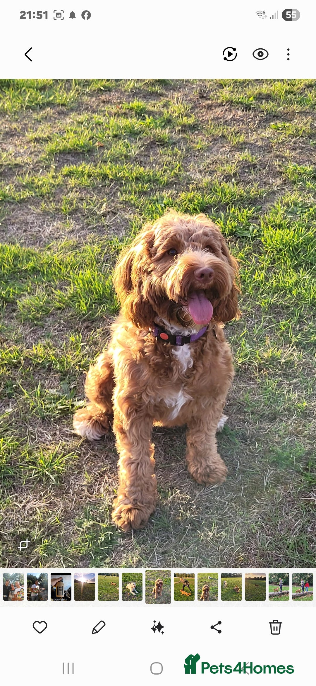 Cockapoo dogs for sale: 10 month old female Cockapoo  - Advert 4