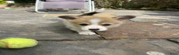 Welsh Corgi Pembroke dogs for sale: KC Registered Pembroke Welsh Corgi Puppies - Advert 5