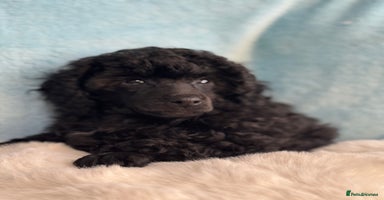 Toy Poodle dogs - Advert 10