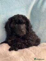 Toy Poodle dogs - Advert 7