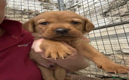Labrador Retriever dogs for sale: KC reg health tested lab pups  - Image 17