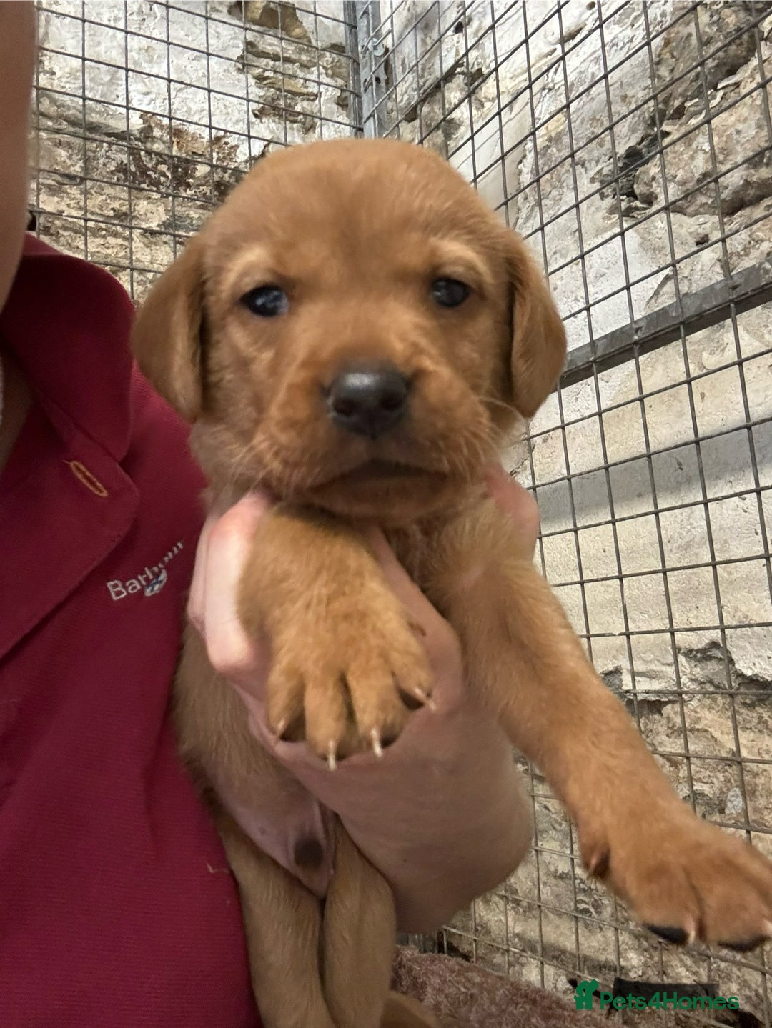 Labrador Retriever dogs for sale: KC reg health tested lab pups  - Image 17