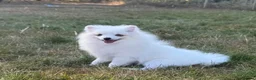 Pomeranian dogs for sale: Very tiny white Pomeranian female 7month old - Advert 9
