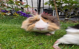 Guinea Pig rodents for sale: Male Guinea Pig - Image 3