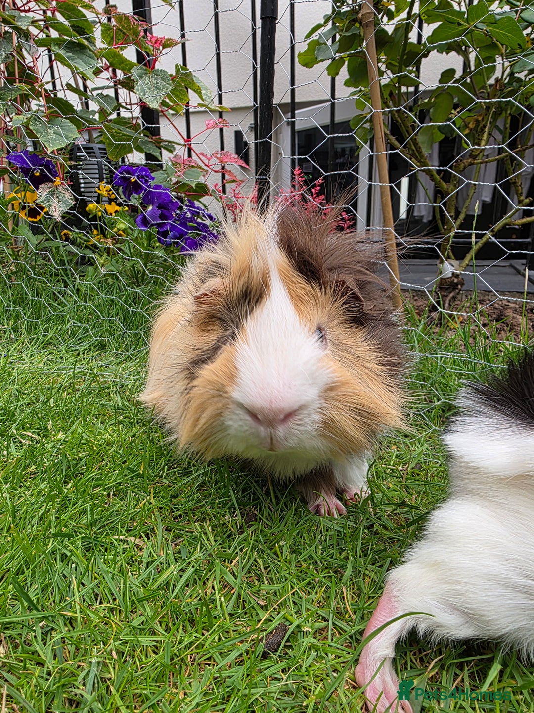Guinea Pig rodents for sale: Male Guinea Pig - Image 3