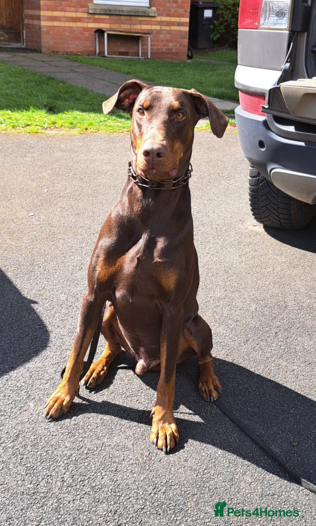 Dobermann dogs for sale: Loving Dog needs a new home in Birmingham - Advert 2