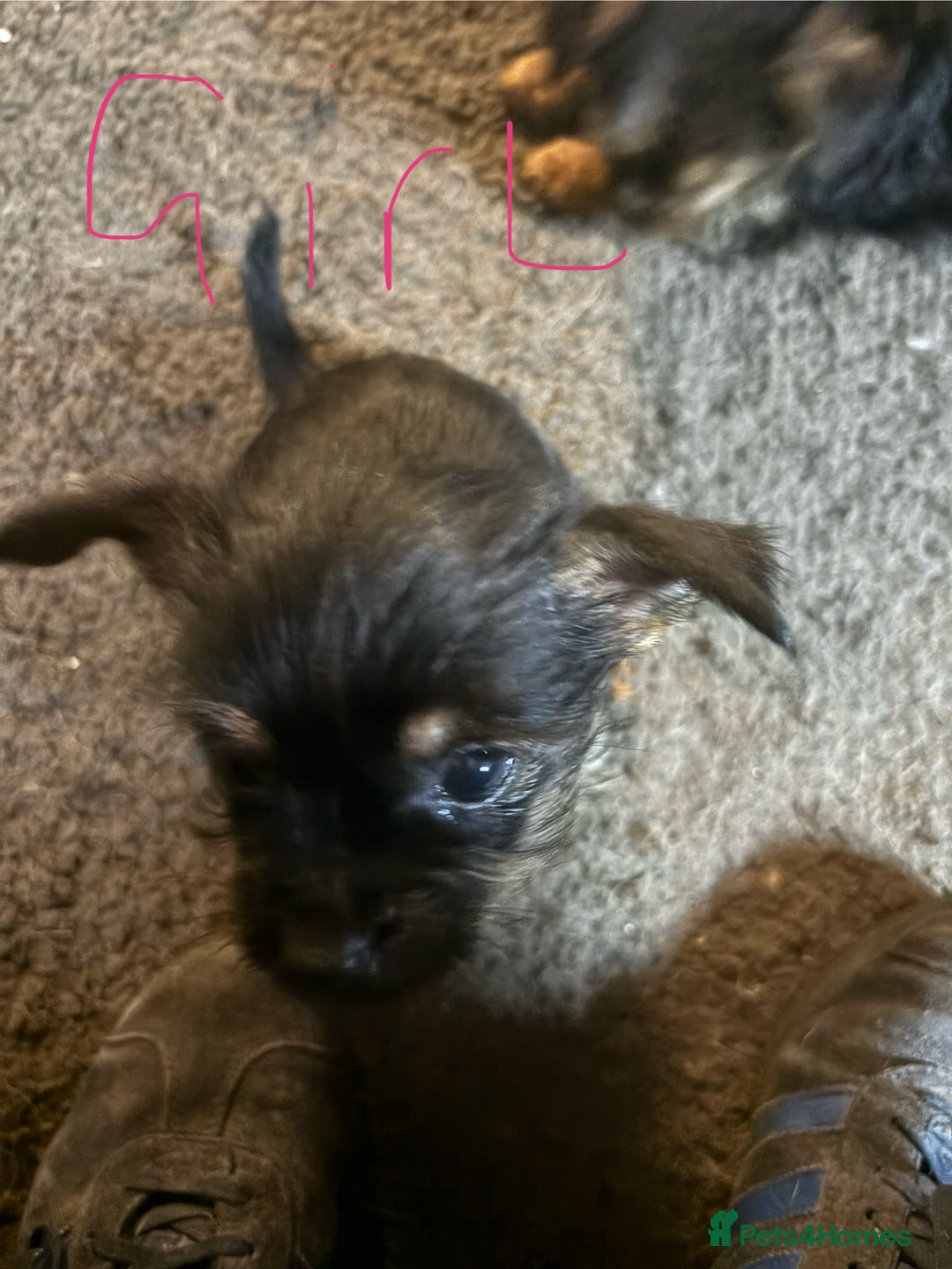 Mixed Breed dogs for sale: 10 week old puppies - Image 3