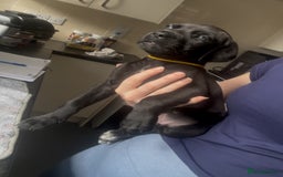 Cane Corso dogs for sale: READY REDUCED CANE CORSO - Image 13
