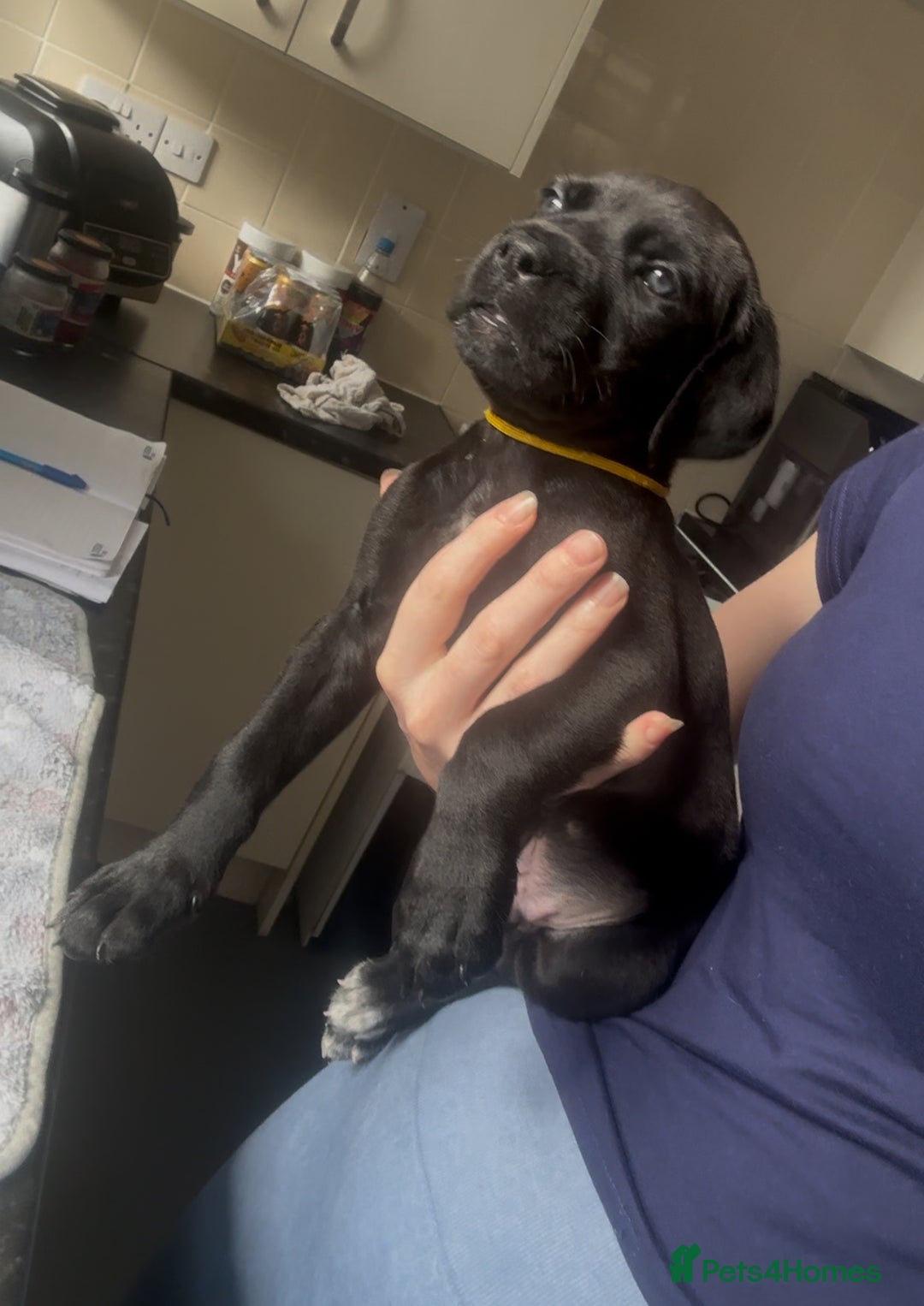 Cane Corso dogs for sale: READY REDUCED CANE CORSO - Image 13