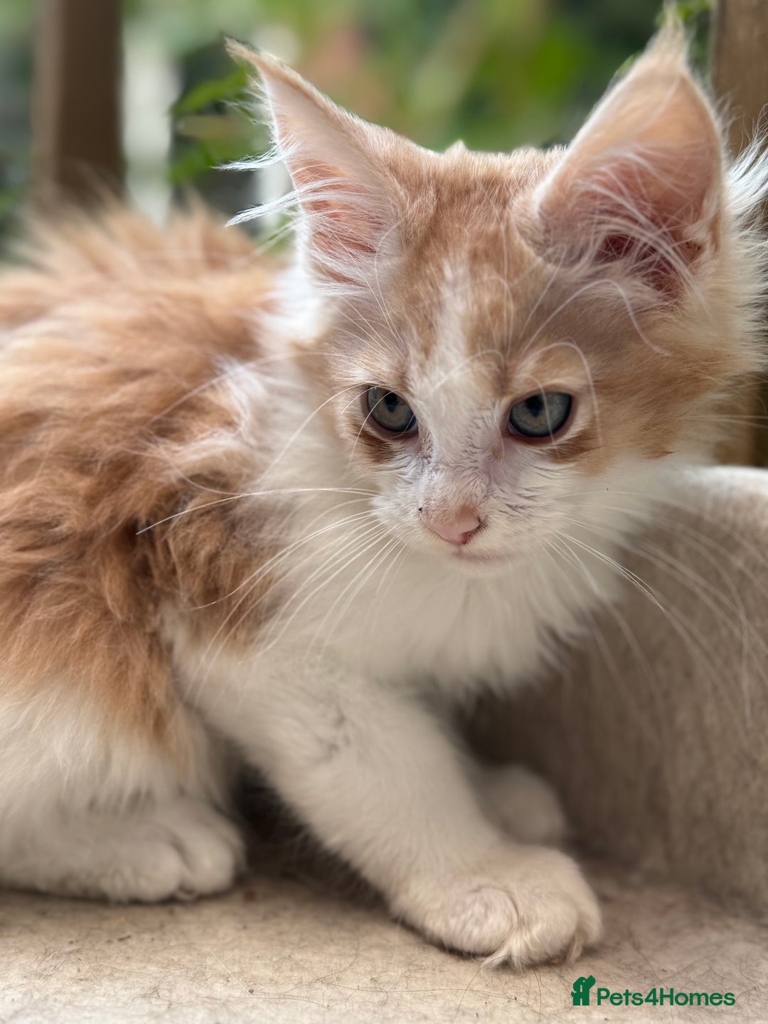 Maine Coon cats for sale: Wonderful Maine Coon Boys from the Grand Champion  - Image 9
