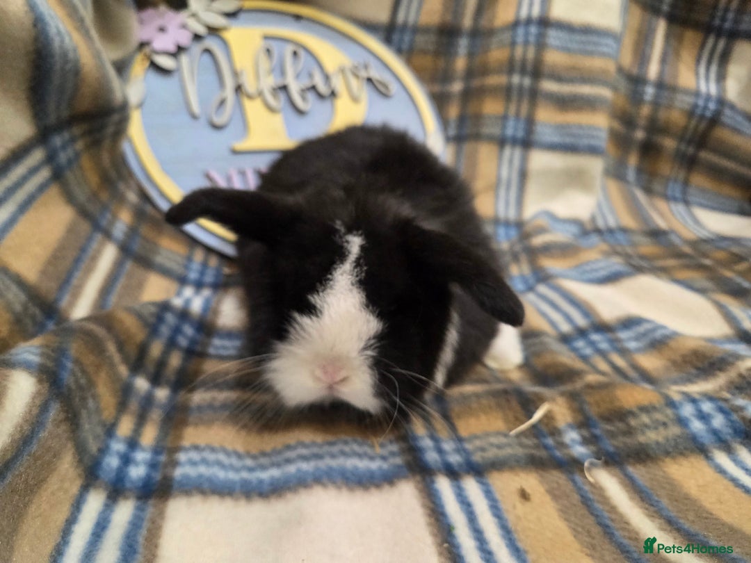 Mini Lop rabbits for sale: Mini lop bunnies - Advert 14